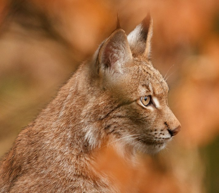 Getting Started with ArborLynx